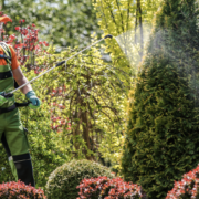 Pest control company spraying lawn