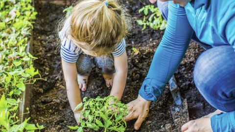 Child planting a garden with adult